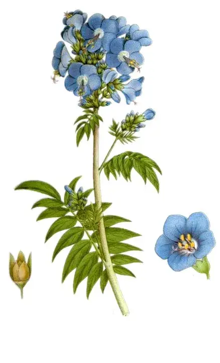 Kék csatavirág / Polemonium caeruleum 'Lambrook Mauve'