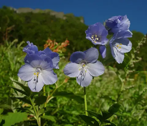 Csatavirág / Polemonium yezoense 'Purple Rain'