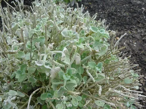 Molyhos peszterce / Pseudodictamnus mediterraneus (syn. Ballota pseudodictamnus)
