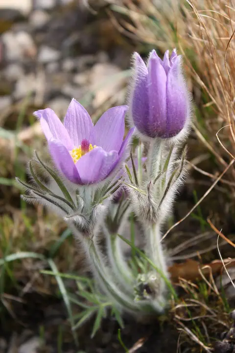 Nyugati kökörcsin / Pulsatilla vulgaris