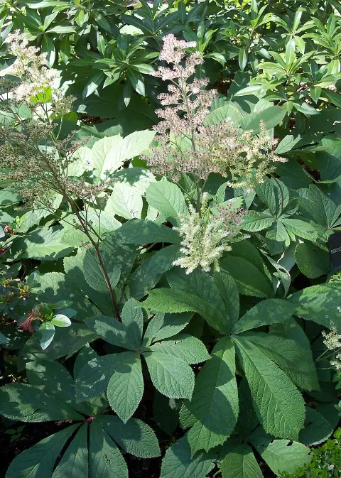Nagytermetű tópartifű / Rodgersia aesculifolia