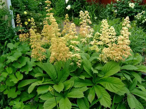 Tenyeres tópartifű / Rodgersia pinnata