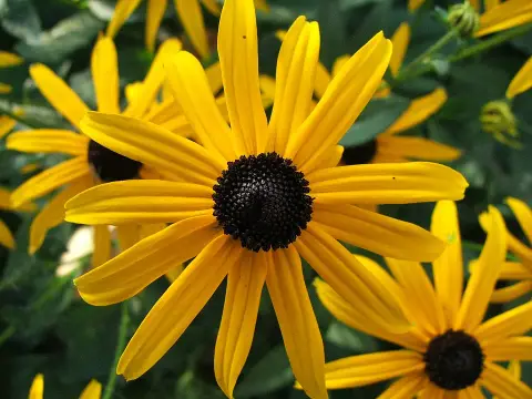 Pompás kúpvirág / Rudbeckia fulgida 'Sun Ka Ching'