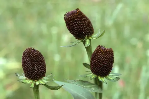 Nyugati kúpvirág / Rudbeckia occidentalis 'Green Wizard'