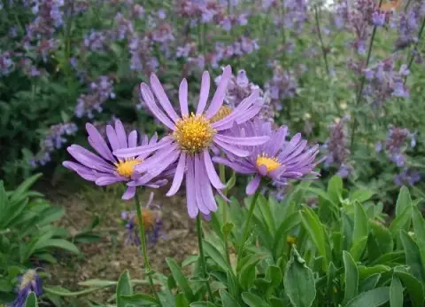 Havasi őszirózsa / Aster alpinus 'Pinkie'