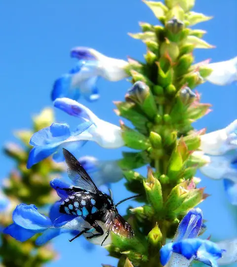 Mocsári zsálya / Salvia uliginosa