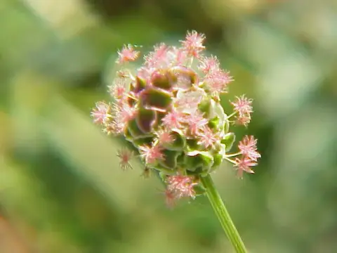 Vérfű / Sanguisorba 'Henk Gerritsen'