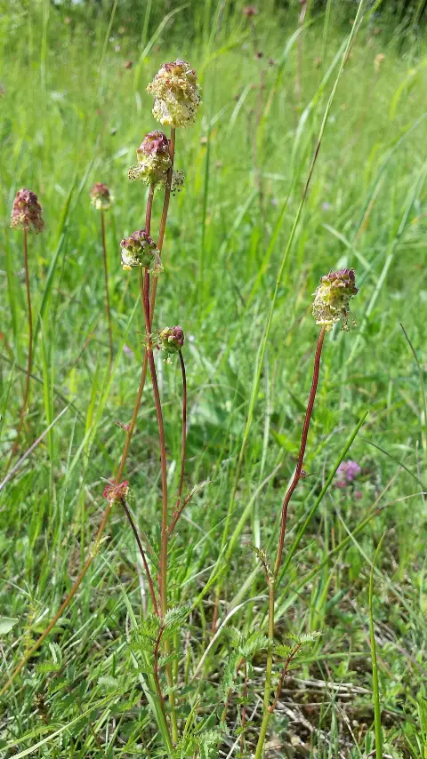 Vérfű / Sanguisorba 'Rock and Roll'