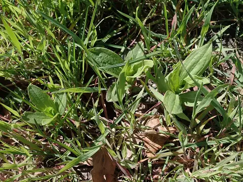 Orvosi szappanfű / Saponaria officinalis 'Rosea Plena'