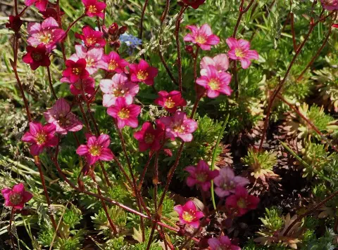 Arends-kőtörőfű / Saxifraga × arendsii 'Ice Colours Appleblossom'