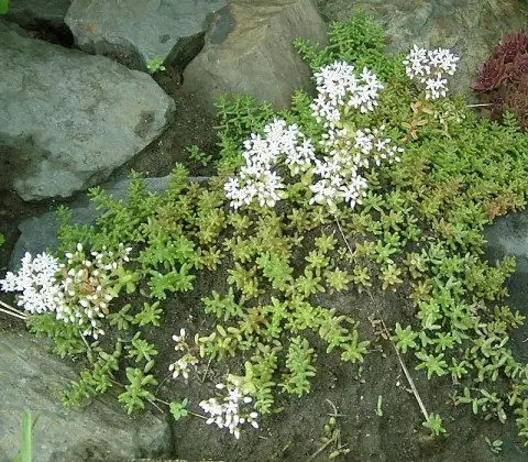 Fehér varjúháj / Sedum album 'Coral Carpet'