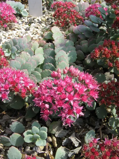 Japán varjúháj / Sedum cauticola 'Robustrum'
