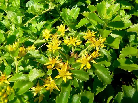 Kamtschatkai varjúháj / Sedum kamtschaticum 'The Edge'