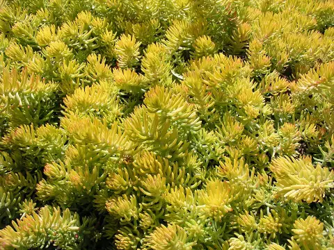 Kövi varjúháj / Sedum reflexum 'Angelina'