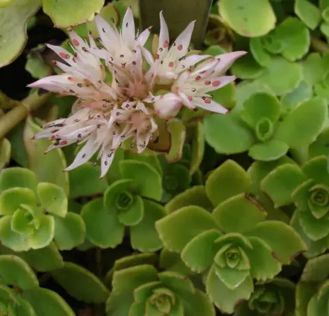 Kaukázusi varjúháj / Sedum spurium 'What a Doozie'