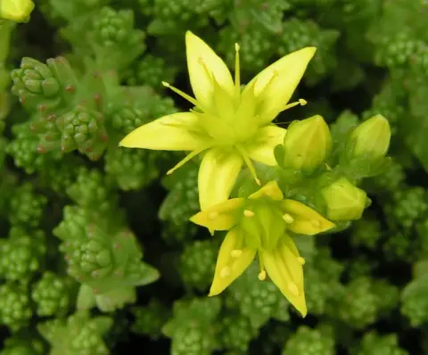Varjúháj / Sedum SUNSPARKLER® 'Dazzleberry'