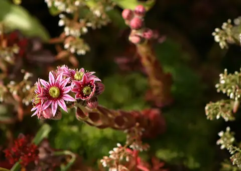 Kövirózsa / Sempervivum 'Voodoo'