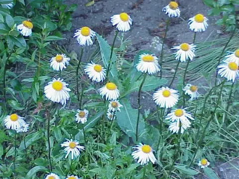 Korai őszirózsa / Aster tongolensis