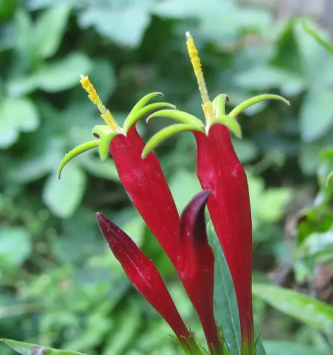 Tüzes szegfűgyökér / Spigelia marilandica 'Ragin Cajun'