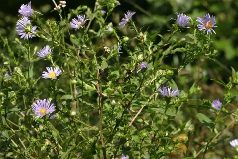 Mirigyes őszirózsa / Symphyotrichum (syn. Aster) novae-angliae 'Purple Dome'
