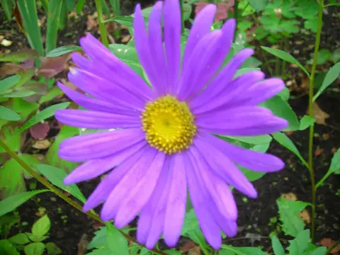 Frikart-őszirózsa / Aster × frikartii 'Wunder von Stäfa'