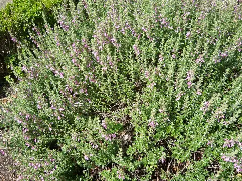 Gamandor / Teucrium × lucidrys 'Alba'