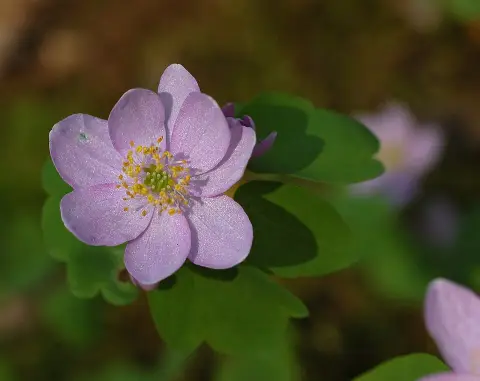 Erdei borkóró / Thalictrum 'My Little Favourite'