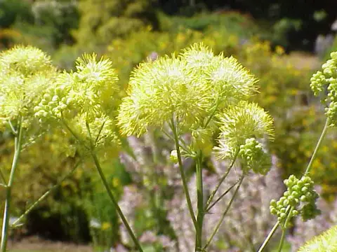 Erdei borkóró / Thalictrum 'The Cloud'