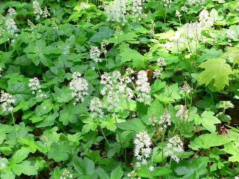 Szívlevelű turbántok / Tiarella cordifolia 'Pink Skyrocket®'