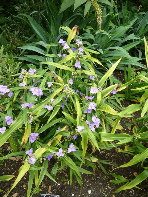 Pletyka / Tradescantia virginiana 'JS Brainstorm'