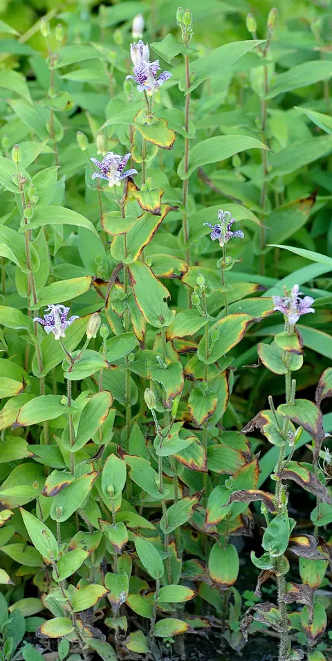 Borzas púpliliom / Tricyrtis hirta