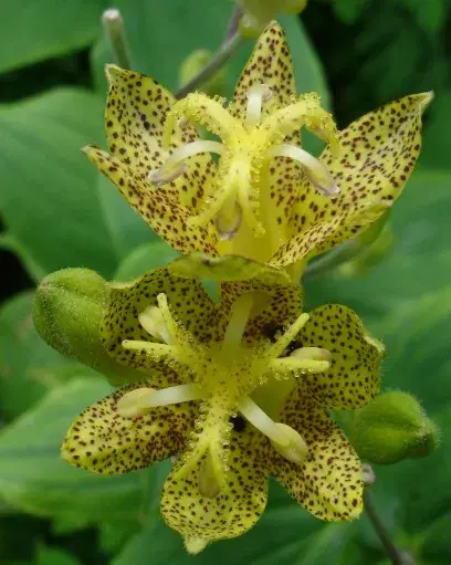 Púpliliom / Tricyrtis latifolia