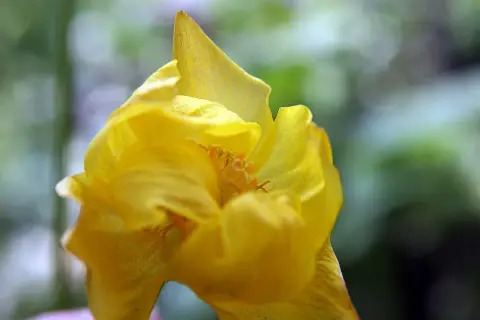Kerti zergeboglár / Trollius × cultorum 'Lemon Queen'