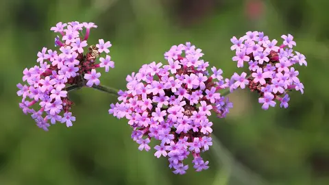 Óriás vasfű / Verbena bonariensis 'Vanity'