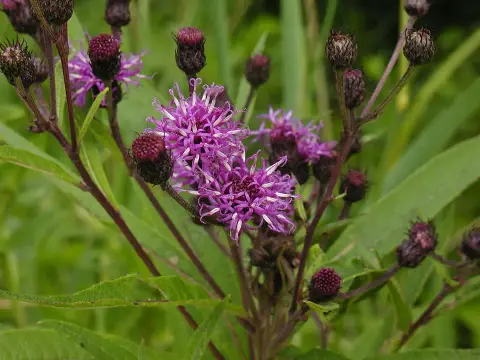 Óriás Vernon-virág / Vernonia noveboracensis 'White Lightning'