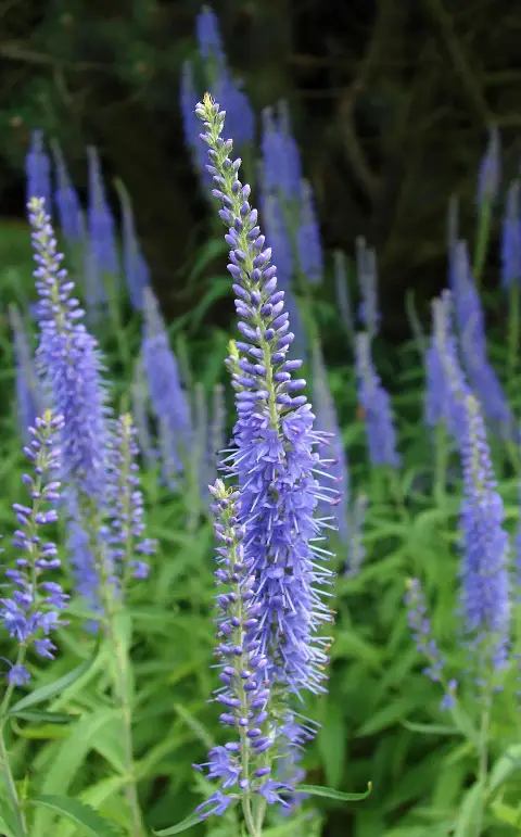 Veronika / Veronica longifolia SKYLER® 'Pink'