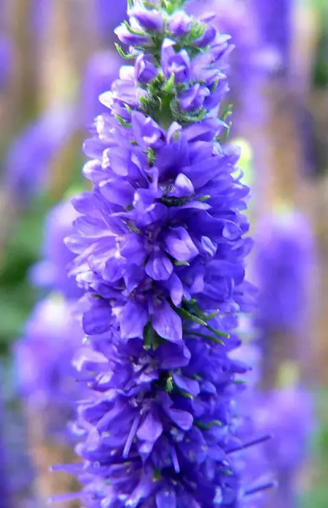 Macskafarkú veronika / Veronica spicata MOODY BLUES® 'Dark Pink'
