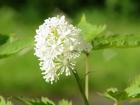 Füzéres poloskavész / Actaea (syn. Cimicifuga) simplex 'James Compton'