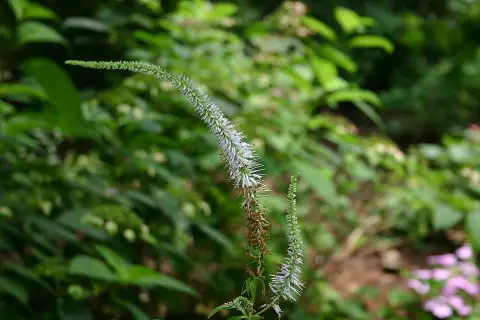 Szibériai veronika / Veronicastrum sibiricum 'Amethyst'
