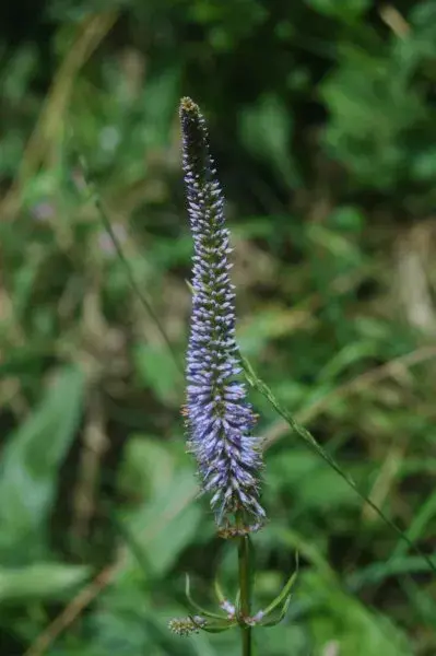 Virginiai veronika / Veronicastrum virginicum 'Fascination'