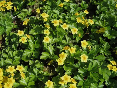 Indás berkipimpó / Waldsteinia ternata