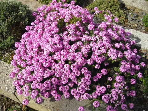 Örmény sulyoktáska / Aethionema armenum 'Warley Rose'