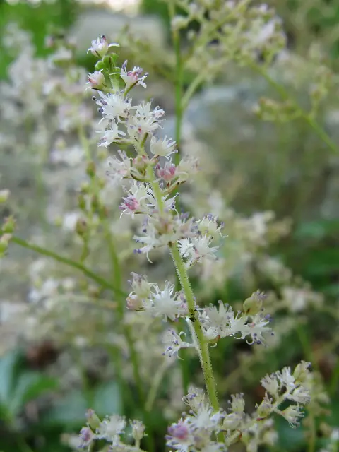 Tollbuga / Astilbe simplicifolia 'Pretty in Pink'