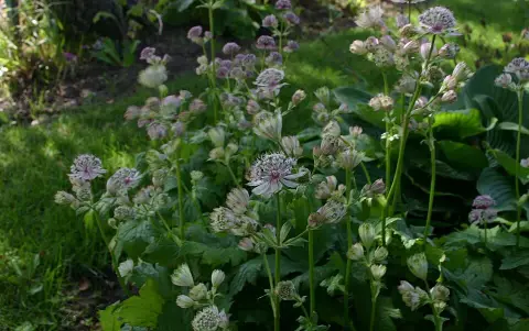 Nagy völgycsillag / Astrantia major 'Superstar®'